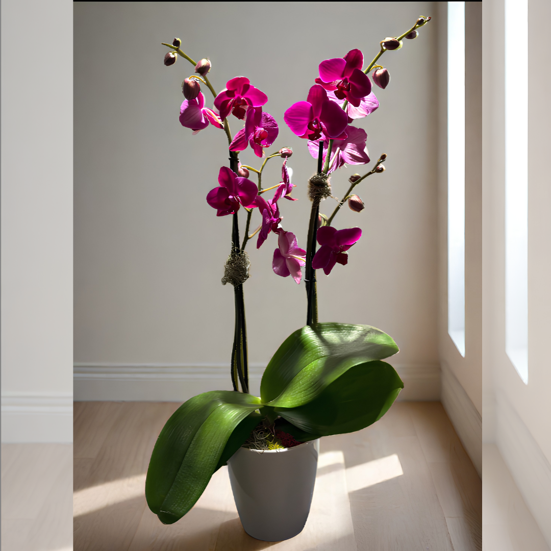Large Tall Orchid