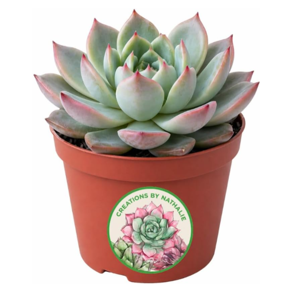 Live Succulent Plant — Assorted Mini Indoor Succulent for Terrarium, Wedding Favor, Desk Decor & DIY Plant Gift