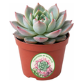 Live Succulent Plant — Assorted Mini Indoor Succulent for Terrarium, Wedding Favor, Desk Decor & DIY Plant Gift