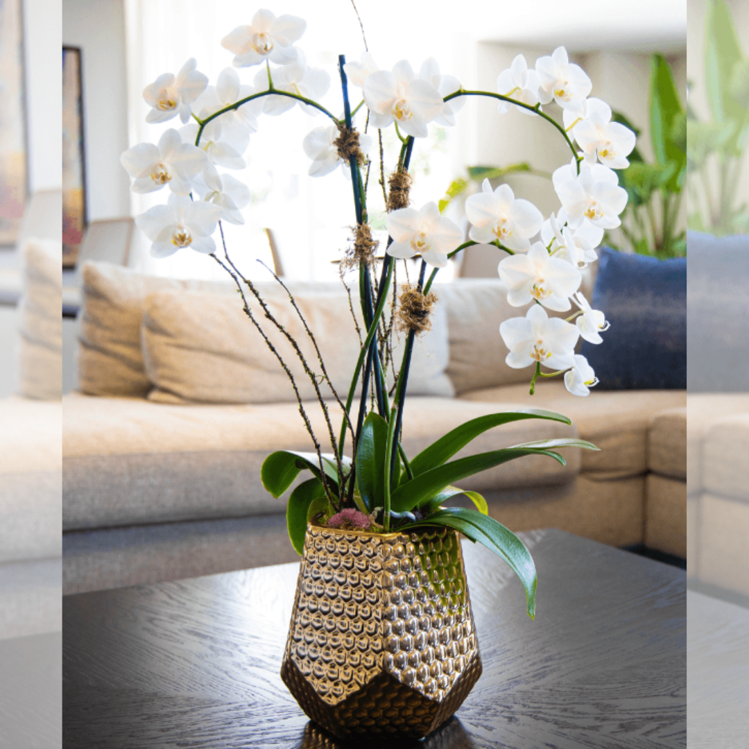 Metallic Vase Orchid
