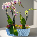 Mini Lux Boat Garden