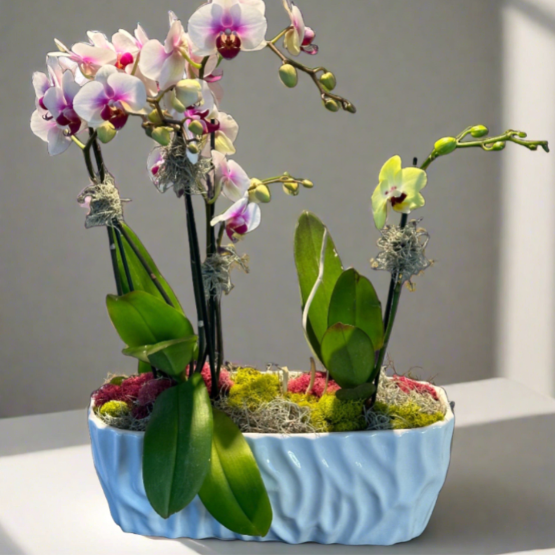 Mini Lux Boat Garden