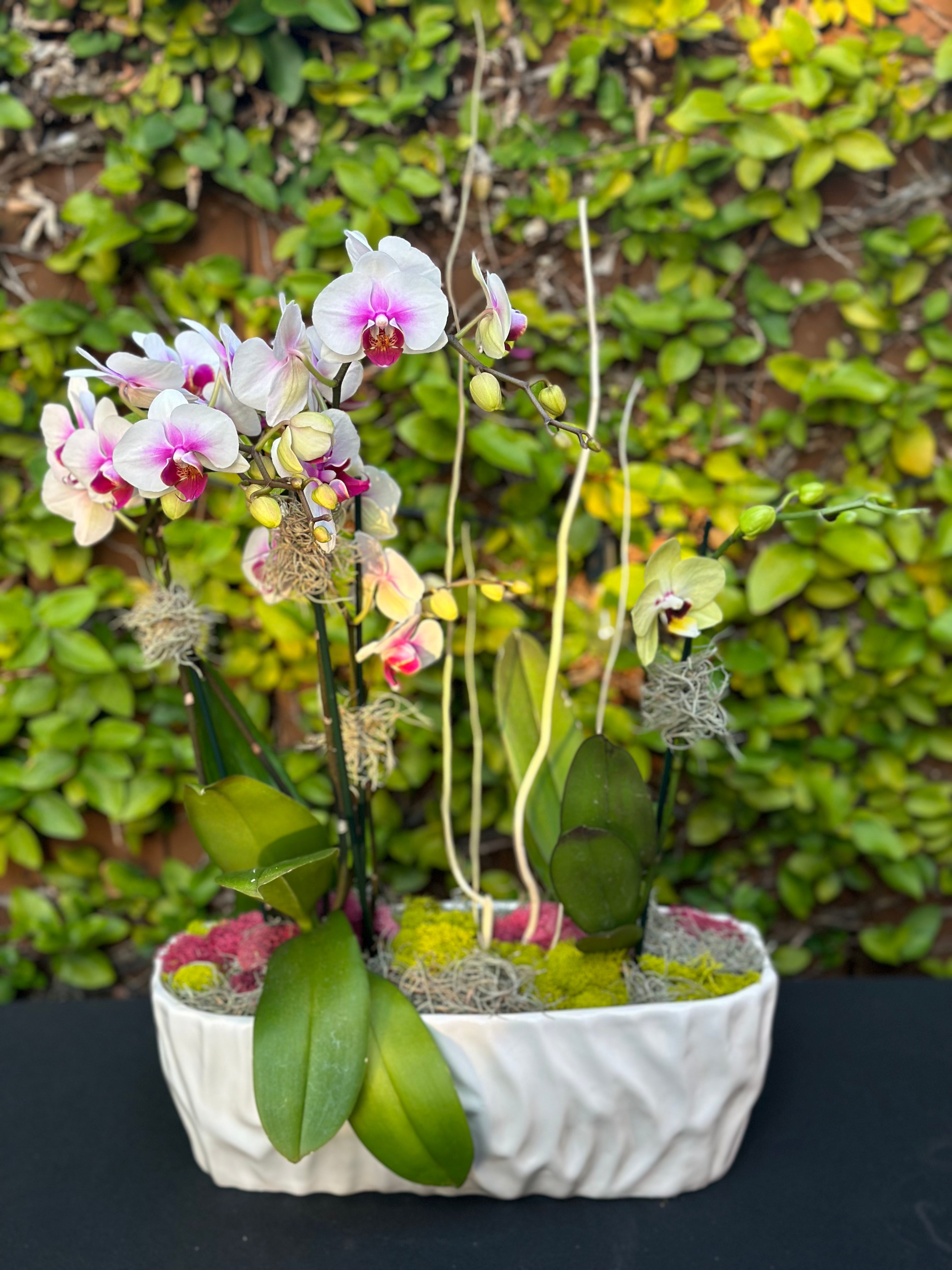 Mini Lux Boat Garden