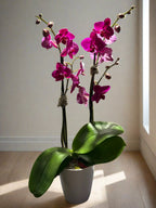 Large Tall Orchid