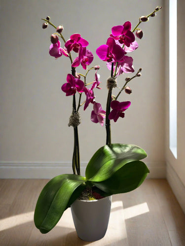 Large Tall Orchid