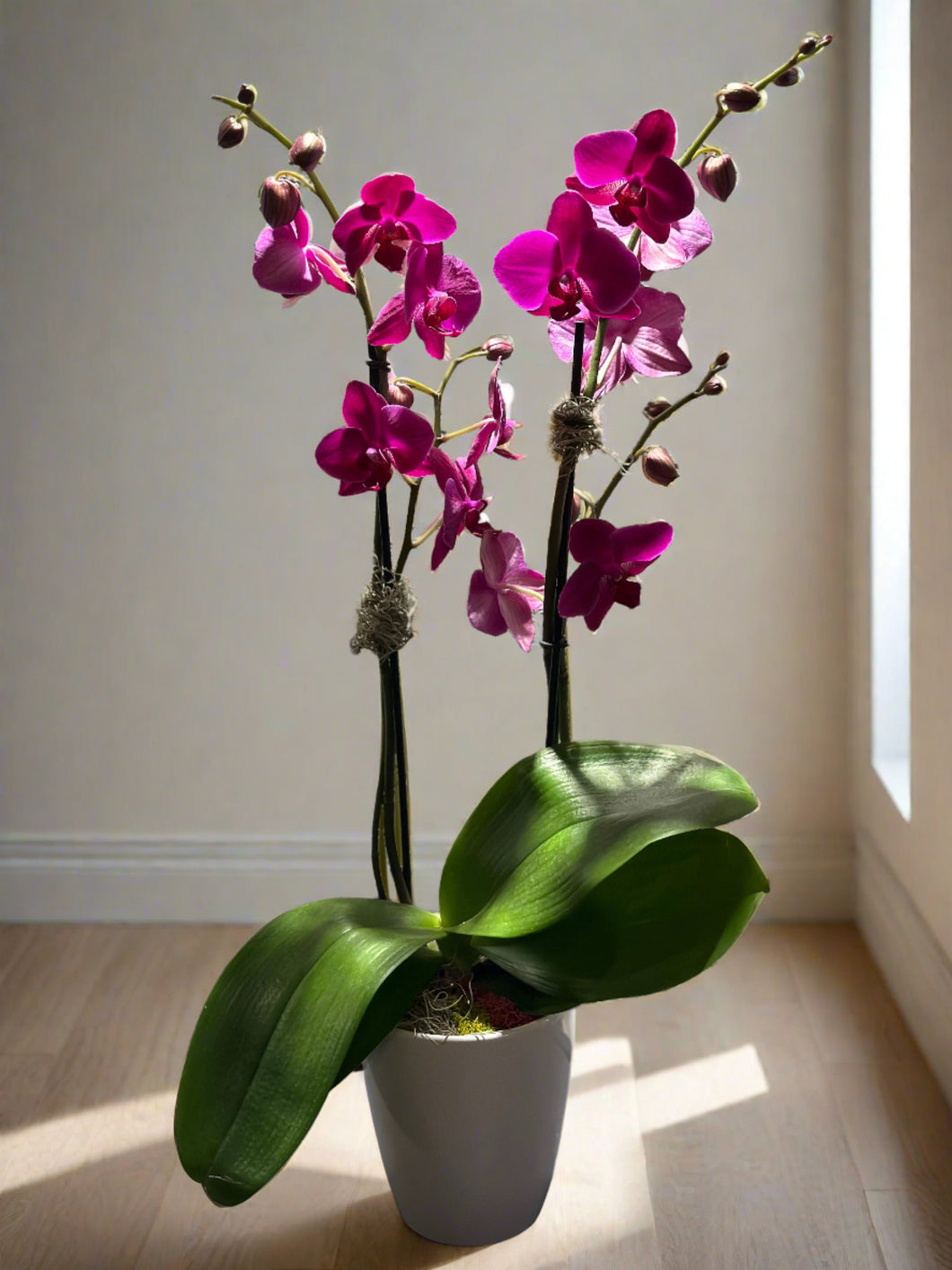 Large Tall Orchid
