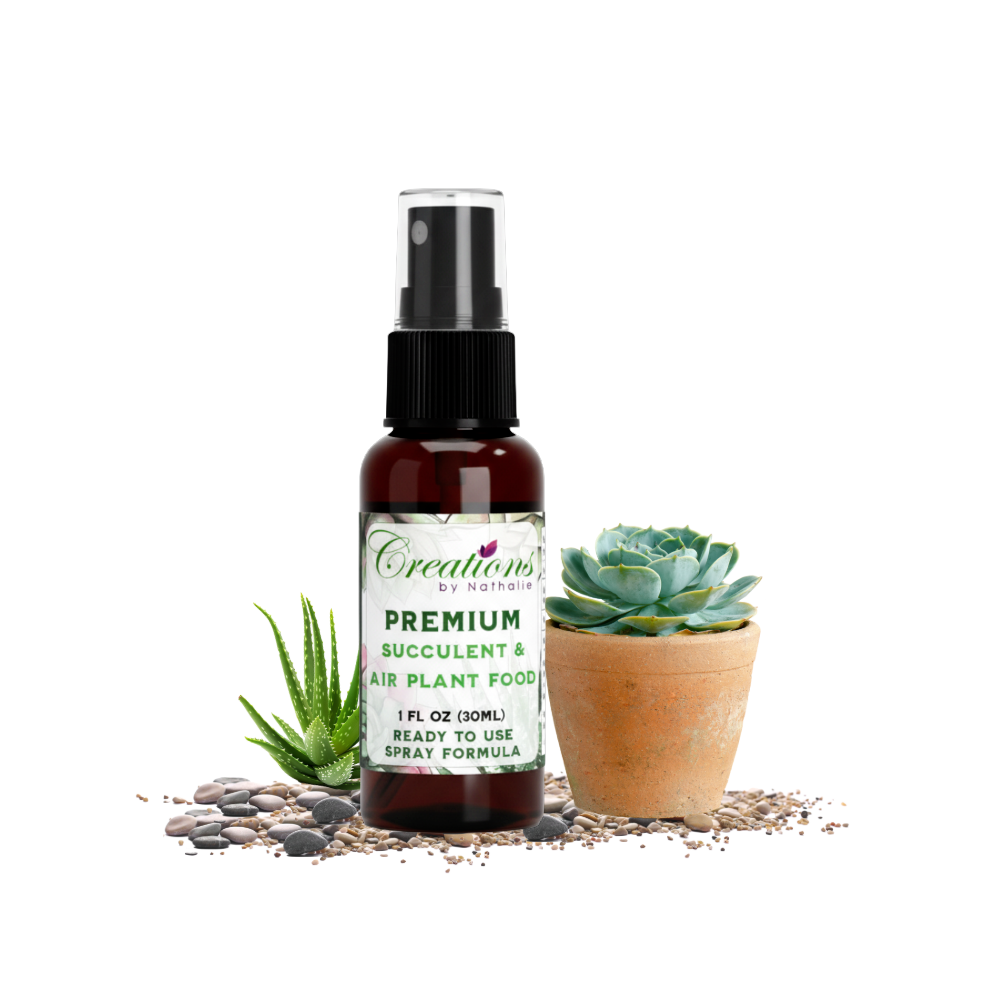 Live Succulent Plant with Fertilizer — Indoor Succulent Care Kit for Beginners, Terrarium, Desk Decor & Plant Gift