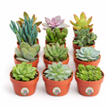 12 Pack Live Succulent Plants — Bulk Assorted Mini Succulents for Wedding Favors, Terrariums, Events & DIY Decor