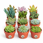 12 Pack Live Succulent Plants — Bulk Assorted Mini Succulents for Wedding Favors, Terrariums, Events & DIY Decor