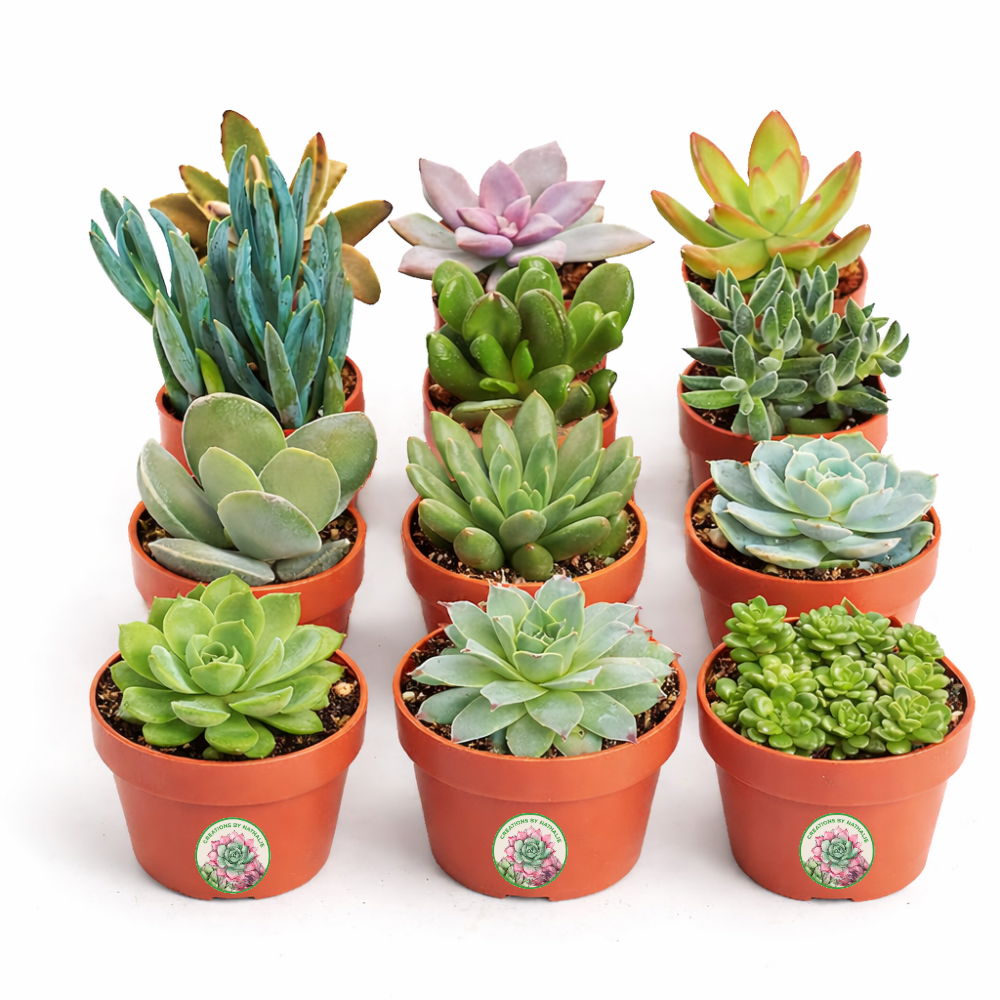 12 Pack Live Succulent Plants — Bulk Assorted Mini Succulents for Wedding Favors, Terrariums, Events & DIY Decor