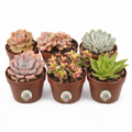 6 Pack Live Succulent Plants — Assorted Mini Indoor Succulents for Wedding Favors, Terrariums, Gifts & Home Decor