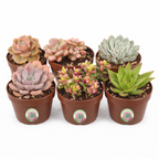 6 Pack Live Succulent Plants — Assorted Mini Indoor Succulents for Wedding Favors, Terrariums, Gifts & Home Decor