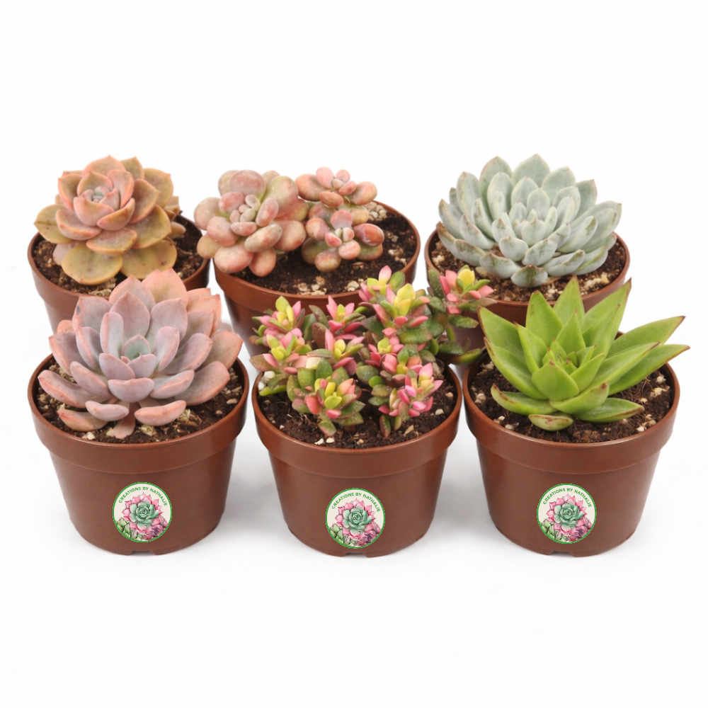 6 Pack Live Succulent Plants — Assorted Mini Indoor Succulents for Wedding Favors, Terrariums, Gifts & Home Decor