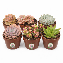 Load image into Gallery viewer, Creations by Nathalie 6 Pack Live Succulent Plants – Assorted Small Indoor Succulents, Easy Care Live Plants for Home, Office, Wedding Favors &amp; Terrariums