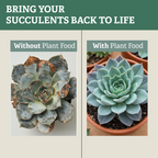 Live Succulent Plant with Fertilizer — Indoor Succulent Care Kit for Beginners, Terrarium, Desk Decor & Plant Gift