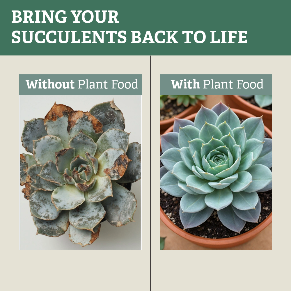 Live Succulent Plant with Fertilizer — Indoor Succulent Care Kit for Beginners, Terrarium, Desk Decor & Plant Gift