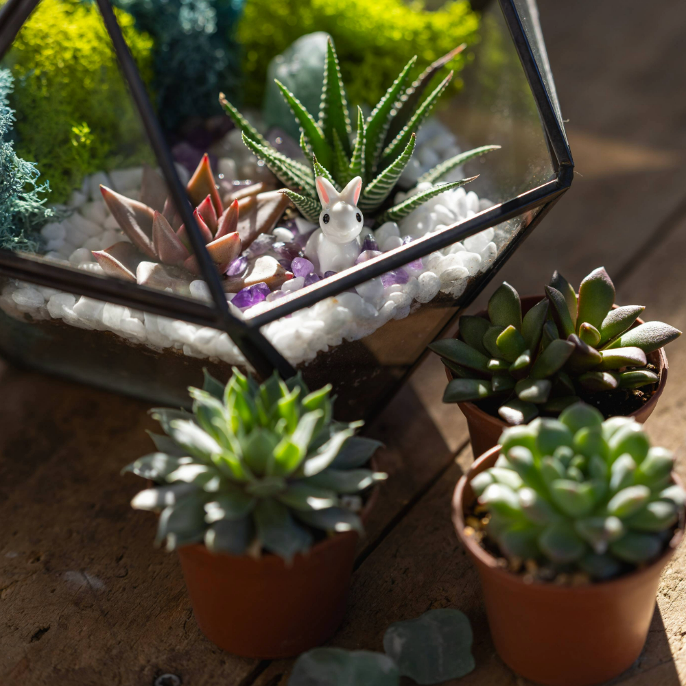 6 Pack Live Succulent Plants — Assorted Mini Indoor Succulents for Wedding Favors, Terrariums, Gifts & Home Decor