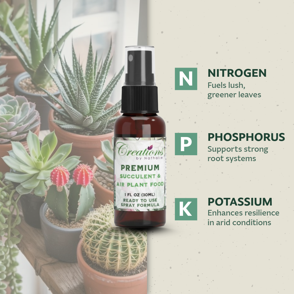 Live Succulent Plant with Fertilizer — Indoor Succulent Care Kit for Beginners, Terrarium, Desk Decor & Plant Gift