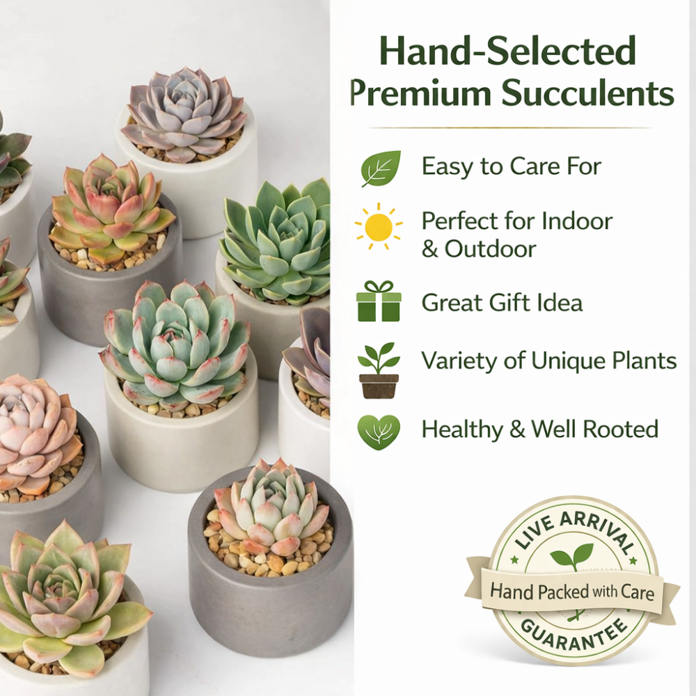 6 Pack Live Succulent Plants — Assorted Mini Indoor Succulents for Wedding Favors, Terrariums, Gifts & Home Decor