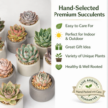 Load image into Gallery viewer, Creations by Nathalie 6 Pack Live Succulent Plants – Assorted Small Indoor Succulents, Easy Care Live Plants for Home, Office, Wedding Favors &amp; Terrariums