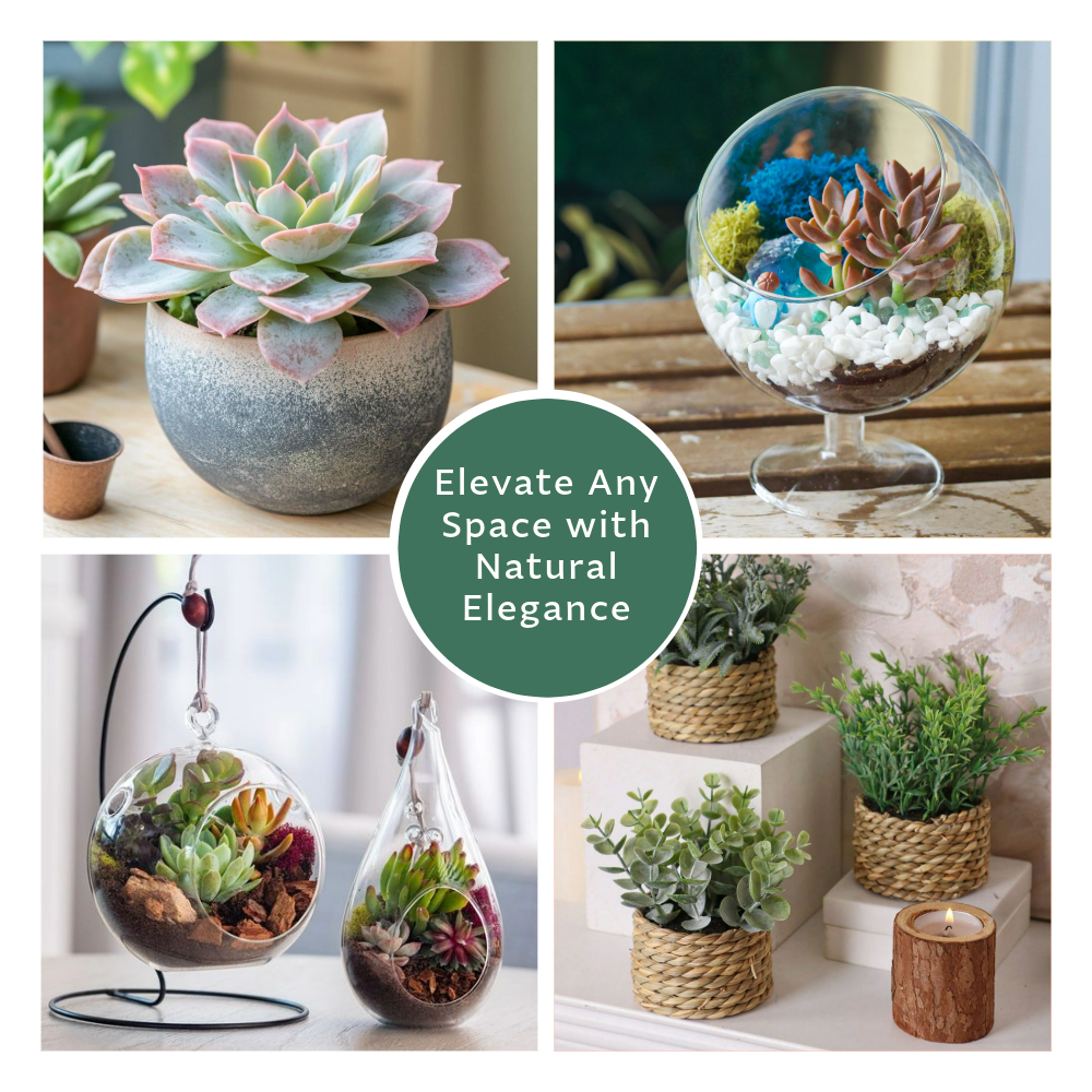 6 Pack Live Succulent Plants — Assorted Mini Indoor Succulents for Wedding Favors, Terrariums, Gifts & Home Decor