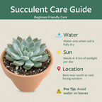 6 Pack Live Succulent Plants — Assorted Mini Indoor Succulents for Wedding Favors, Terrariums, Gifts & Home Decor