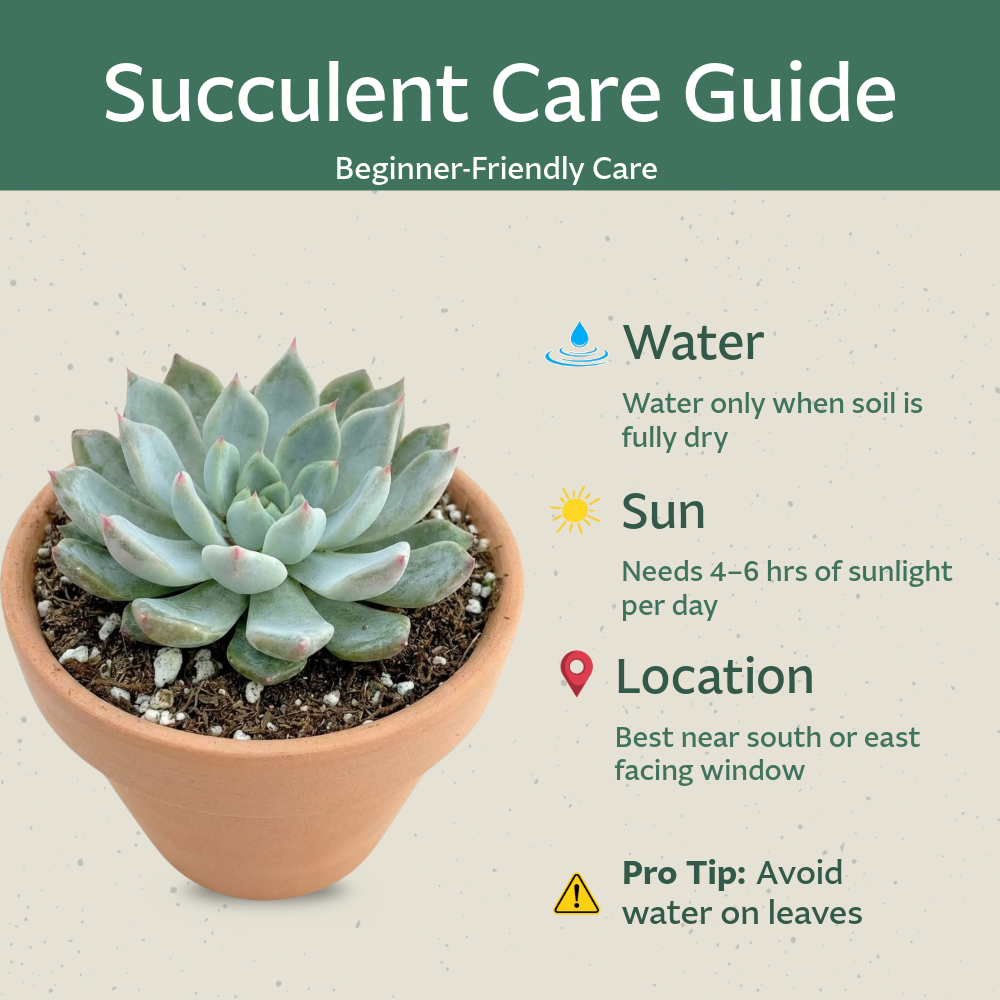 12 Pack Live Succulent Plants — Bulk Assorted Mini Succulents for Wedding Favors, Terrariums, Events & DIY Decor