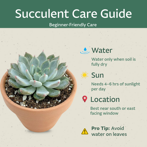 12 Pack Live Succulent Plants — Bulk Assorted Mini Succulents for Wedding Favors, Terrariums, Events & DIY Decor