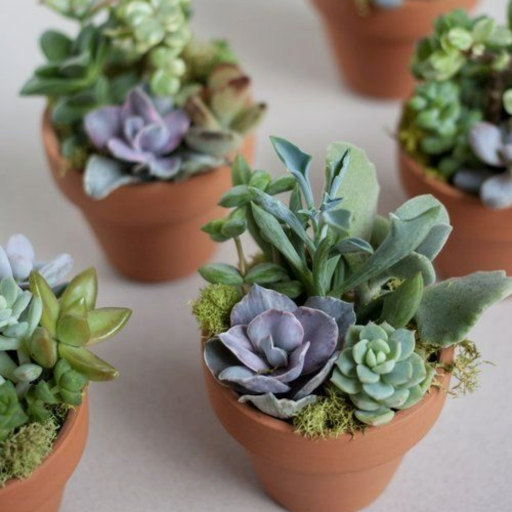 12 Pack Live Succulent Plants — Bulk Assorted Mini Succulents for Wedding Favors, Terrariums, Events & DIY Decor