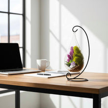 Load image into Gallery viewer, Hanging Teardrop Glass Terrarium with Stand: Air Plant &amp; Succulent Holder
