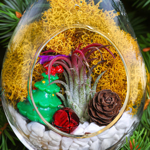 Holiday Ornament Terrarium Set of 2 - Glass Globe and Glass Teardrop with Live Plant - Creations by Nathalie