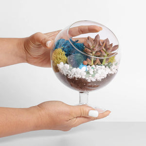 Chalice Glass Terrarium: Modern Succulent Planter Vase, DIY Gift
