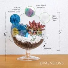 6" Glass Chalice Succulent Terrarium Kit