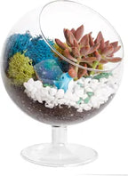 6" Glass Chalice Succulent Terrarium Kit
