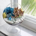 6" Glass Chalice Succulent Terrarium Kit