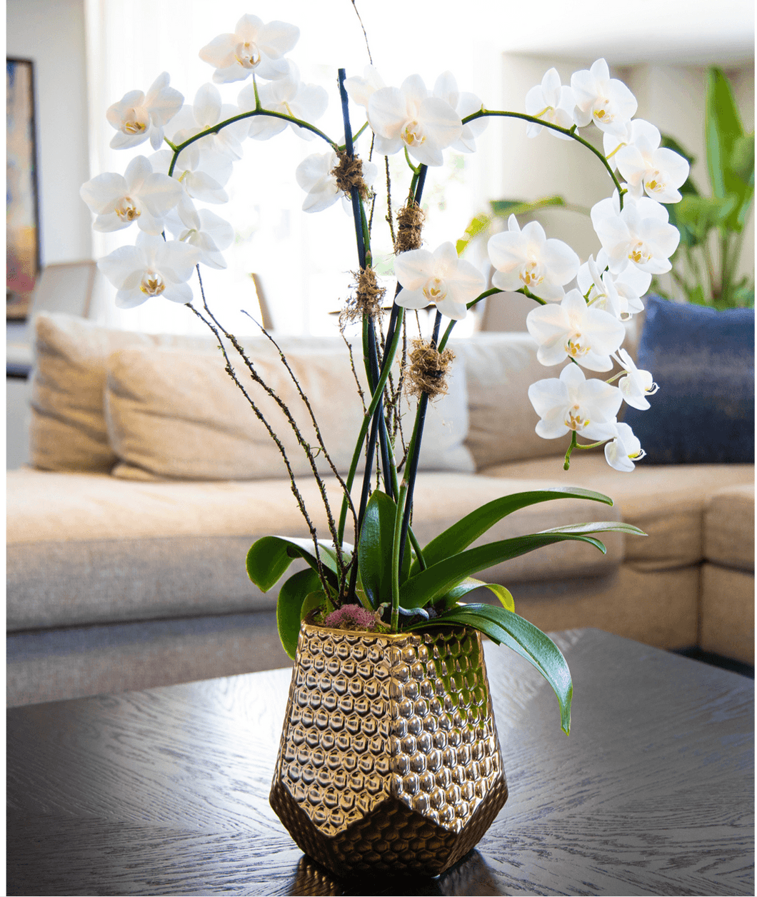 Metallic Vase Orchid - Creations by Nathalie