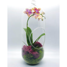 Load image into Gallery viewer, 12&quot; Glass Cylinder Orchid Terrarium - Creations by Nathalie