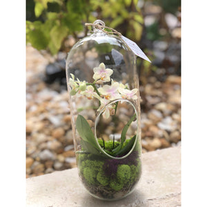 12" Glass Cylinder Orchid Terrarium - Creations by Nathalie