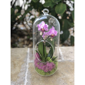 12" Glass Cylinder Orchid Terrarium - Creations by Nathalie