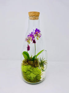 14" Glass Bottle Orchid Terrarium Garden - Creations by Nathalie