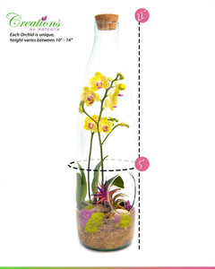 18" Glass Bottle Orchid Terrarium and Air Plant Garden - Creations by Nathalie