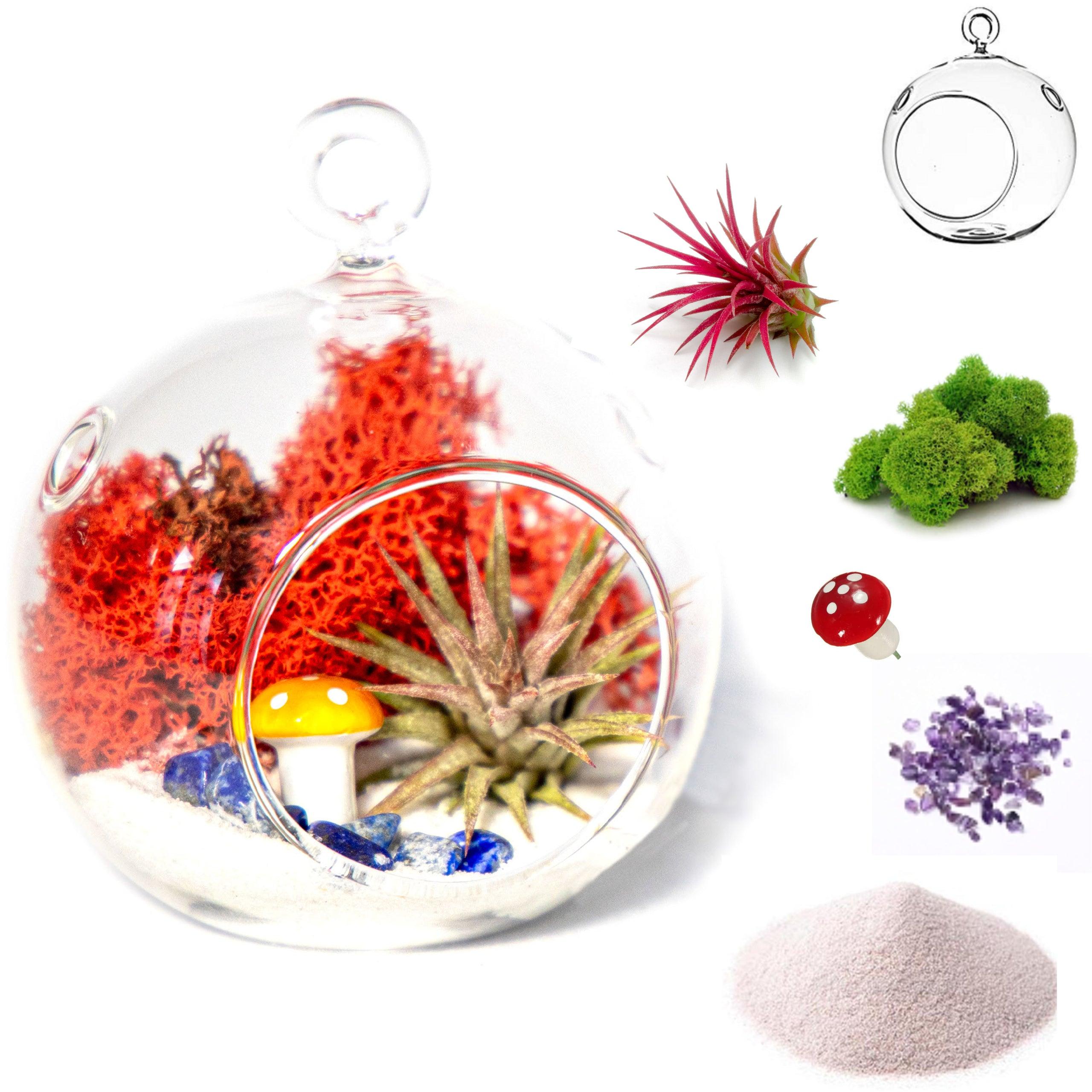 4" Glass Globe Air Plant Terrarium Kit - Creations by Nathalie