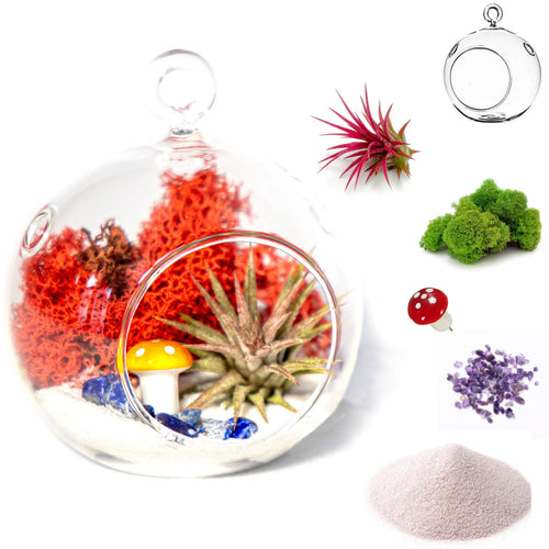 4" Glass Globe Air Plant Terrarium Kit - Creations by Nathalie