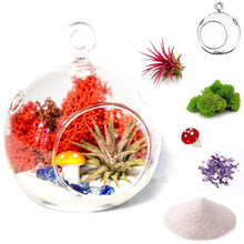 Load image into Gallery viewer, 4&quot; Glass Globe Air Plant Terrarium Kit - Creations by Nathalie