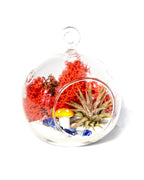 4" Glass Globe Air Plant Terrarium Kit - Creations by Nathalie