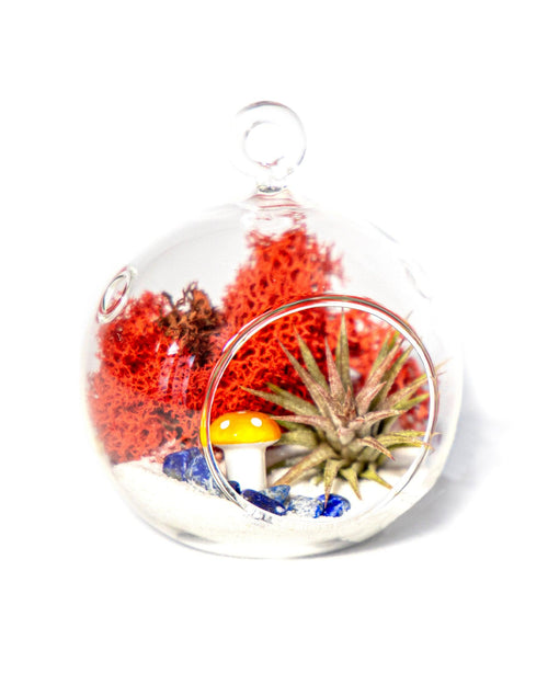4" Glass Globe Air Plant Terrarium Kit - Creations by Nathalie