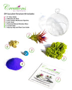 4" Glass Globe Air Plant Terrarium Kit - Creations by Nathalie