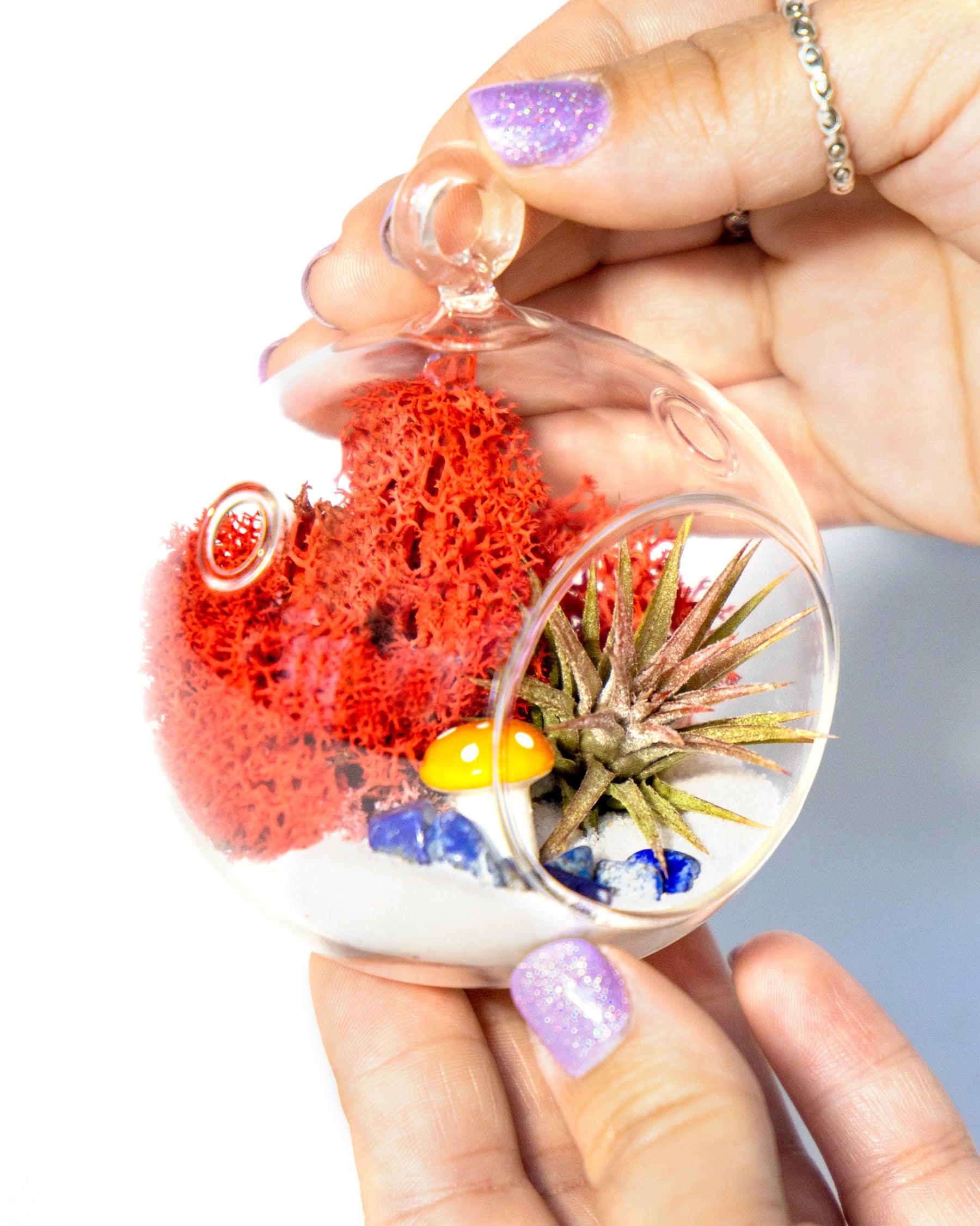 4" Glass Globe Air Plant Terrarium Kit - Creations by Nathalie
