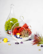 4" Glass Globe Air Plant Terrarium Kit - Creations by Nathalie