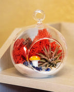 4" Glass Globe Air Plant Terrarium Kit - Creations by Nathalie